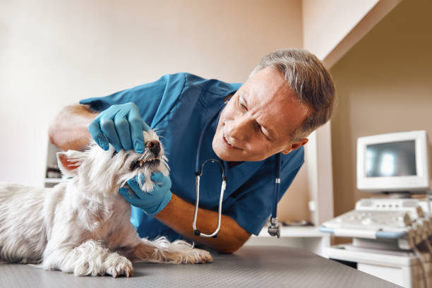 Best Emergency Dental Surgery in Chester, MD